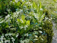 Spring bed of Convallaria majalis, Brunnera macrophylla 'Jack Frost', Buxus and Primula 'Dawn Ansell' 
