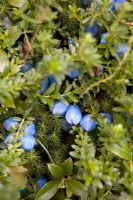 Blue perennials, June - Seafield, Hunter's Quay, Dunoon, Western Scotland