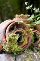 Old terracotta pots covered in moss - Seafield, Hunter's Quay, Dunoon, Western Scotland