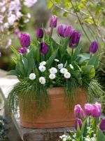 Spring container of Tulipa 'Cum Laude' and 'Valentine', Bellis and Scirpus 'Fiber Optik Grass' 