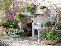 Spring containers including Tulipa 'Ballade', 'Valentine' and Galium odoratum 
