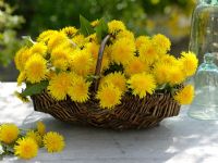 Basket of dandelions 