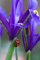 Ladybird on Irises