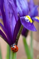 Ladybird on Irises