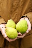 Man holding pears 'Legipont'