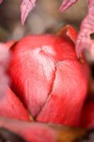 Rheum palmatum 'Atrosanguineum' emerging in Spring

