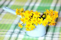 Minature Narcissi used in flower arrangements.