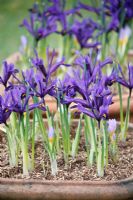 Iris 'Violet Beauty' in terracotta pots. Snowdrop festival at nursery Boschehoeve.