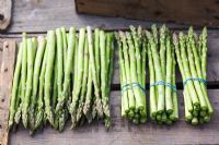 Bunches of Asparagus 
