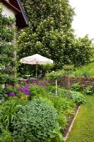 A perennial border leads towards a sitting area with parasol, wooden furniture and a huge Aesculus hippocastanum in flower, Allium aflatunense, Pear 'Gaishirtle' and Mentha 