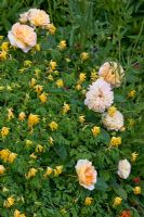 Rosa 'Yellow Button' and Corydalis lutea