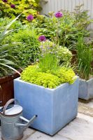 Square container of Origanum vulgare 'Aureum' and Allium schoenoprasum - Helen Riches' Garden, Essex 
  