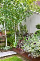 Betula trees and raised border with Brunnera macrophylla 'Hadspen Cream' - Helen Riches' Garden, Essex 
