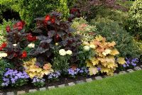 Late summer bed with Begonia, Ageratum 'Blue Mist', Pieris, Hebe, Marigold 'Vanilla' and Heuchera 'Creme Brulee' - Brocklebank Road, Southport, Lancashire NGS