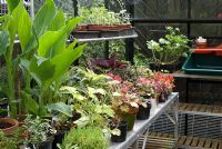 Inside the greenhouse in late summer with staging and young and tender plants - Brocklebank Road, Southport, Lancashire NGS
