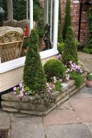 Trough with clipped Buxus sempervirens and Impatiens by conservatory on slab stone patio - Brocklebank Road, Southport, Lancashire NGS
