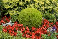 Conifer ball with Taxus, Buxus, Begonia, Salvia and Cineraria - Brocklebank Road, Southport, Lancashire NGS 
