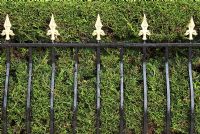 Clipped Leylandii hedge behind metal railings - Brocklebank Road, Southport, Lancashire NGS 
