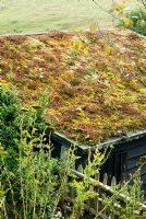 Sedum covered roof of goats' shed - Bertie's Cottage Garden, Yeoford, Crediton, Devon