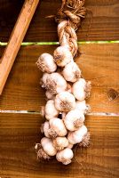 Plaited garlic hanging in the shed to dry - Bertie's Cottage Garden, Yeoford, Crediton, Devon