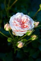 Rosa 'Enchantment' - Collier Garden