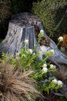 Tree stump with Valerian and Carex cita - Collier Garden 