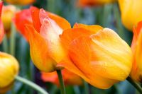 Tulipa greigii 'Easter Surprise'