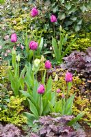 Tulipa viridiflora 'Spring Green', Tulipa 'Negrita', Heuchera and Dicentra at Keukenhof, Holland