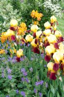 Colourful border with Iris Barbata-Elatior 'Accent', Iris Barbata-Elatior 'Dazzling Gold', Geranium renardii 'Philippe Vapelle' and Pyracantha Cultivar 'Soleil d'Or'