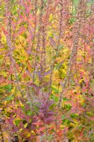 Lythrum salicaria - Autumn colouring