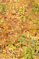 Astilbe x arendsii 'Brautschleier' - Autumn colouring