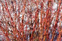 Cornus alba 'Sibirica'. Red stems in winter covered with frost