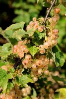 Ribes vulgare 'Gloire des Sablons' - Pink currant berries on a bush