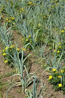 Leeks interplanted with Marigolds to deter pests