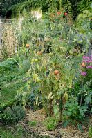Tomatoes on spiral wire netting and mulched with straw