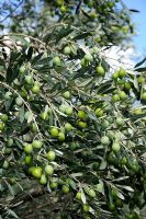 Olea europaea - Ripening olives on tree