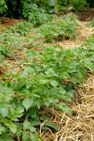 Potatoes with straw mulch