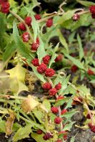 Chenopodium foliosum, syn. C. capitatum, C. virgatum, Blitum virgatum - Strawberry Spinach or Leafy Goosefoot