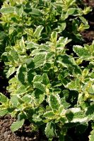 Mentha suaveolens 'Variegata', syn. M. rotundifolia - Apple Mint