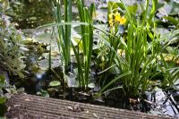 Yellow Iris growing in pond - Palatine Primary School, Worthing
