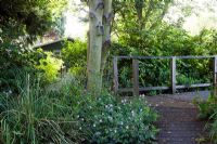 Boardwalk pathway through woodland garden in early summer - Palatine Primary School, Worthing