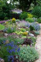 Mixed early summer rockery border including Nepeta, Veronica and Phuopsis stylosa - Palatine Primary School, Worthing