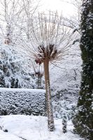 Catalpa bignonioides 'Nana' - Winter Garden and Nursery