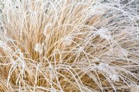 Pennisetum alopecuroides 'Compressum' in winter with frost