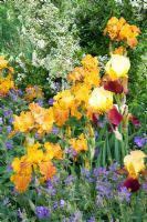 Iris 'Accent' Bearded Iris, Iris 'Dazzling Gold' Bearded Iris, Geranium renardii 'Philippe Vapelle' and Pyracantha Cultivar 'Soleil d'Or'