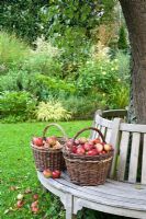 Harvested apples on wooden bench