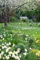 Narcissus 'Geranium', Narcissus 'Barrett Browning' and Tulipa 'Maureen' in cottage garden