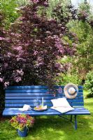 Blue painted bench backed by Sambucus nigra 'Black Beauty'