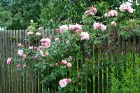 Rosa 'Albertine' on wooden fence