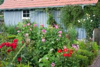 Cottage garden with plantingof Rosa 'Anna de Diesbach', Dahlia 'Rotkaeppchen', Clematis 'Ville de Lion' and Rosa 'Nahema'